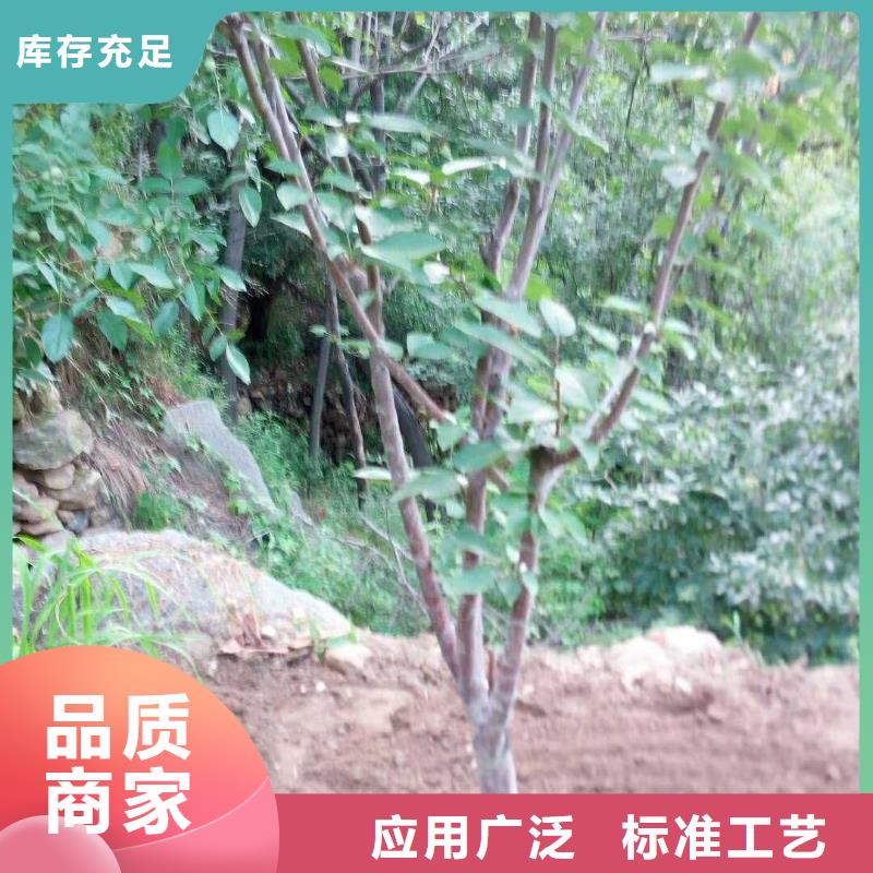 杏树苗基地直销日喀则