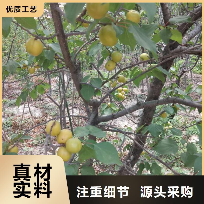 杏树苗大棚种植拉萨