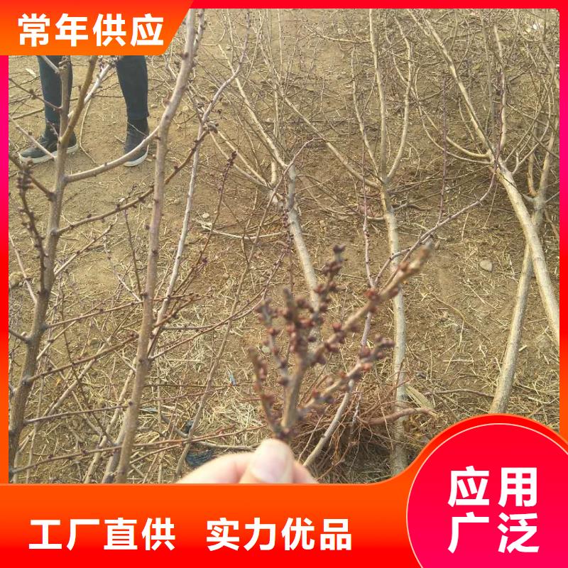 蜜香杏树苗怎么卖西藏