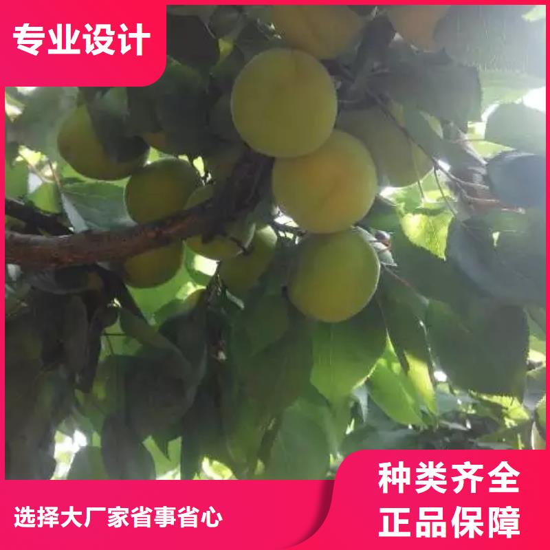 【杏】樱桃苗保质保量