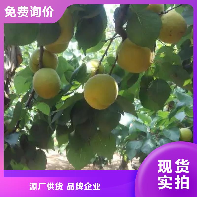 杏樱桃苗一站式服务