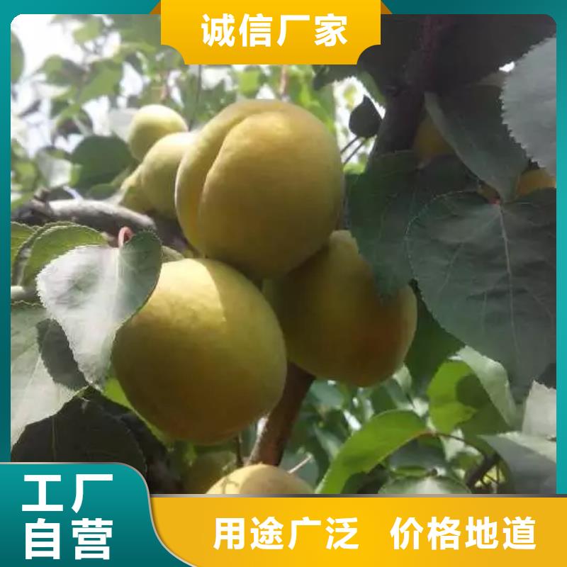 杏樱桃苗一站式服务