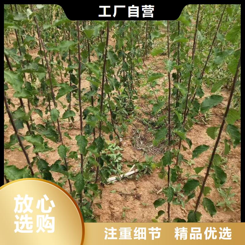 蜜香杏树苗种植管理技术林芝