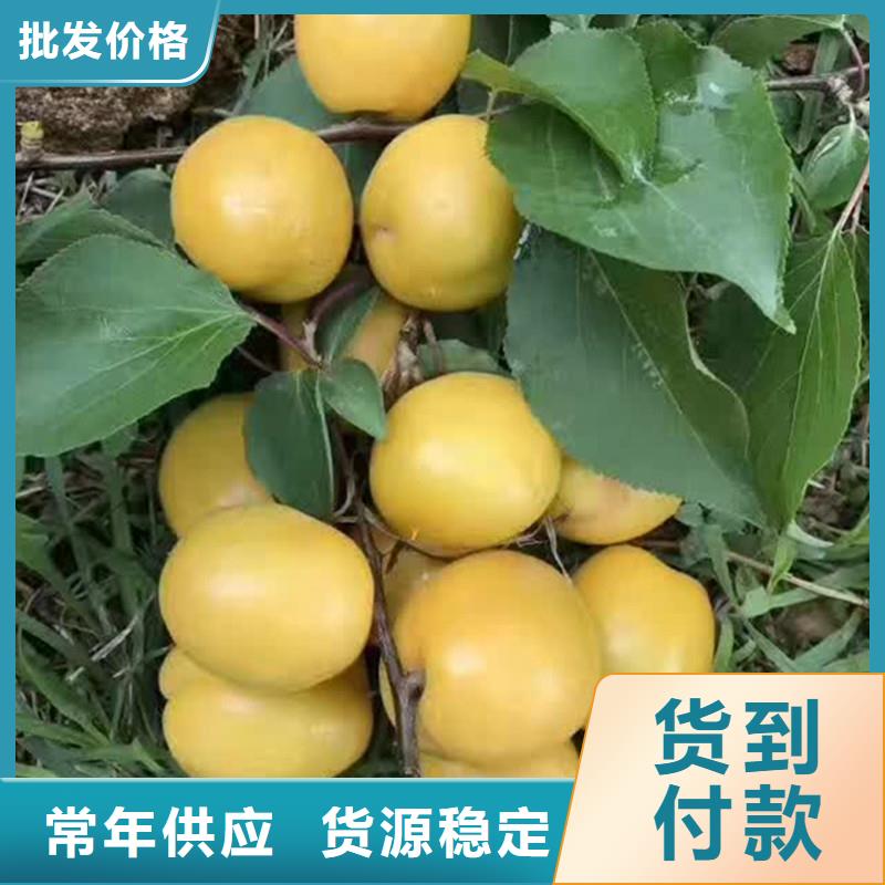 蜜香杏树苗种植管理技术林芝