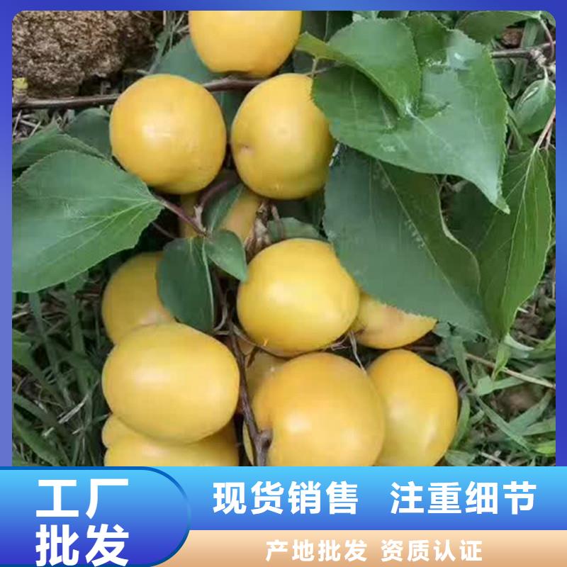 厂家经验丰富【轩园】杏,无花果苗发货迅速