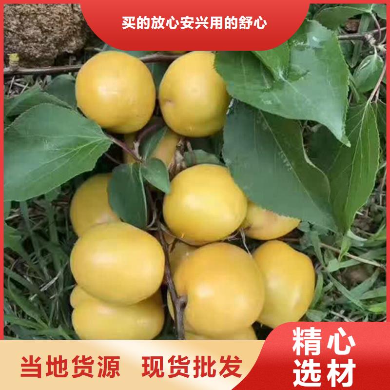 蜜香杏树苗产量多少新疆