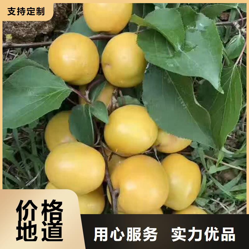 珍珠油杏树苗经济效益克拉玛依
