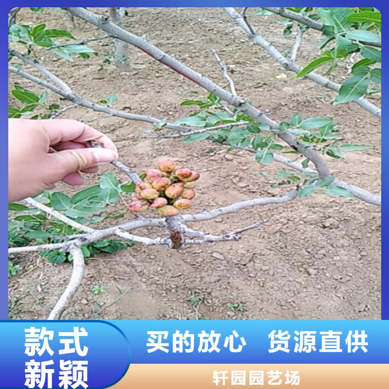 开心果-【嘎啦苹果】真材实料