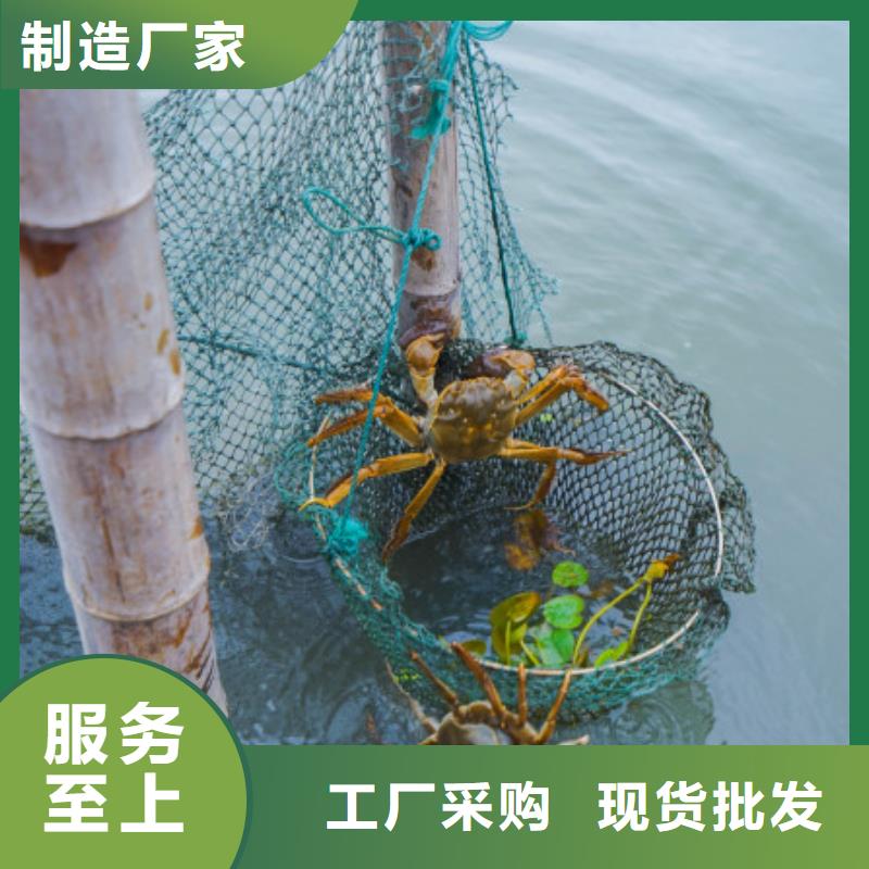 【黑龙江】品质便宜的阳澄湖大闸蟹养殖基地