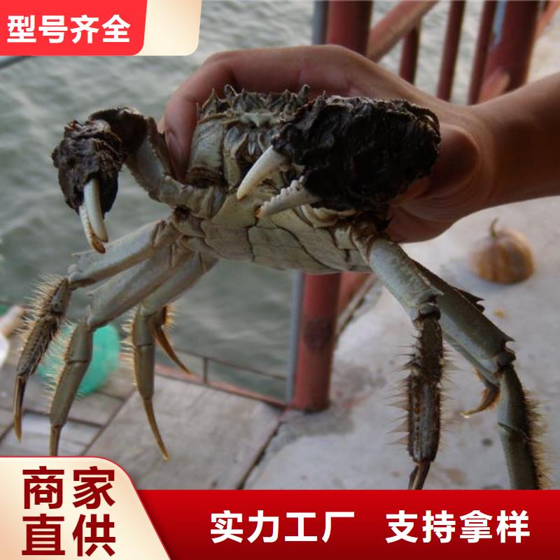 源头厂家供应<顾记>螃蟹价格多少钱一斤
