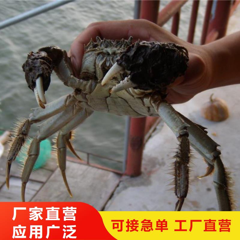 咨询<顾记>鲜活特大螃蟹养殖基地