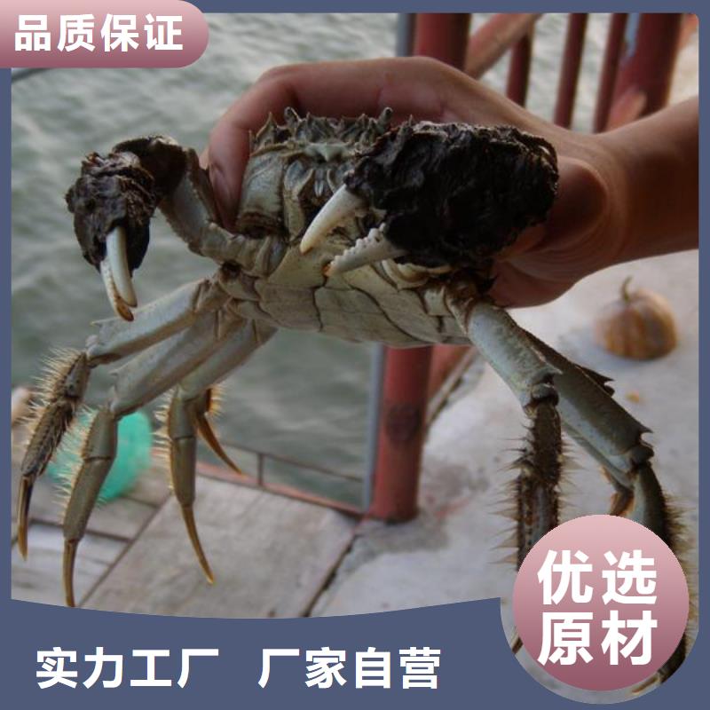 质量三包顾记鲜活螃蟹价格多少钱一斤