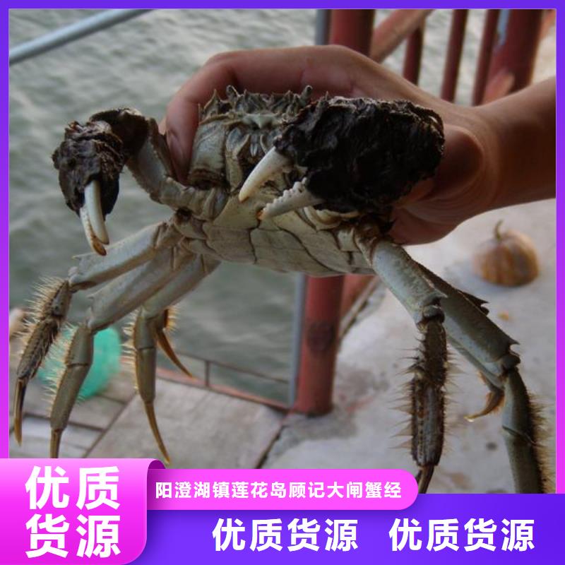 上海购买顾记南方大螃蟹价格多少钱一只