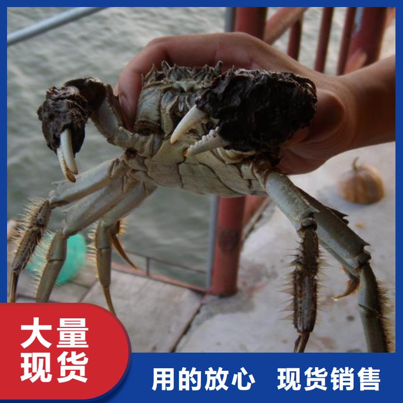 实力优品<顾记>南方大螃蟹价格多少钱一斤