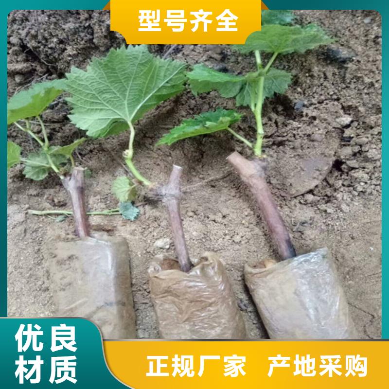 吉林省3公分夏黑葡萄苗