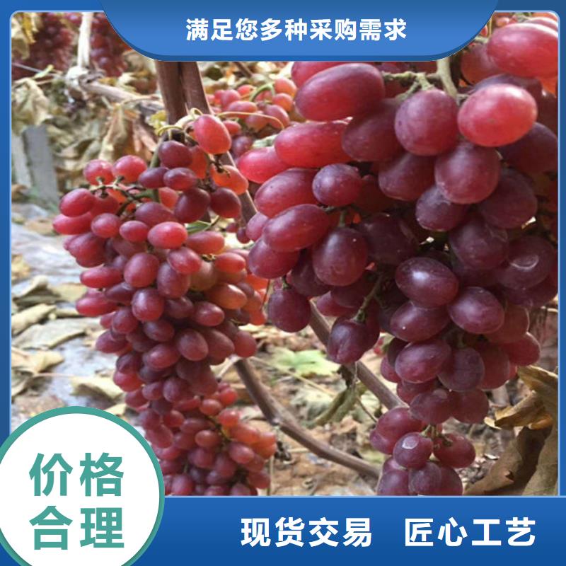 芜湖酿酒品种葡萄苗品牌企业