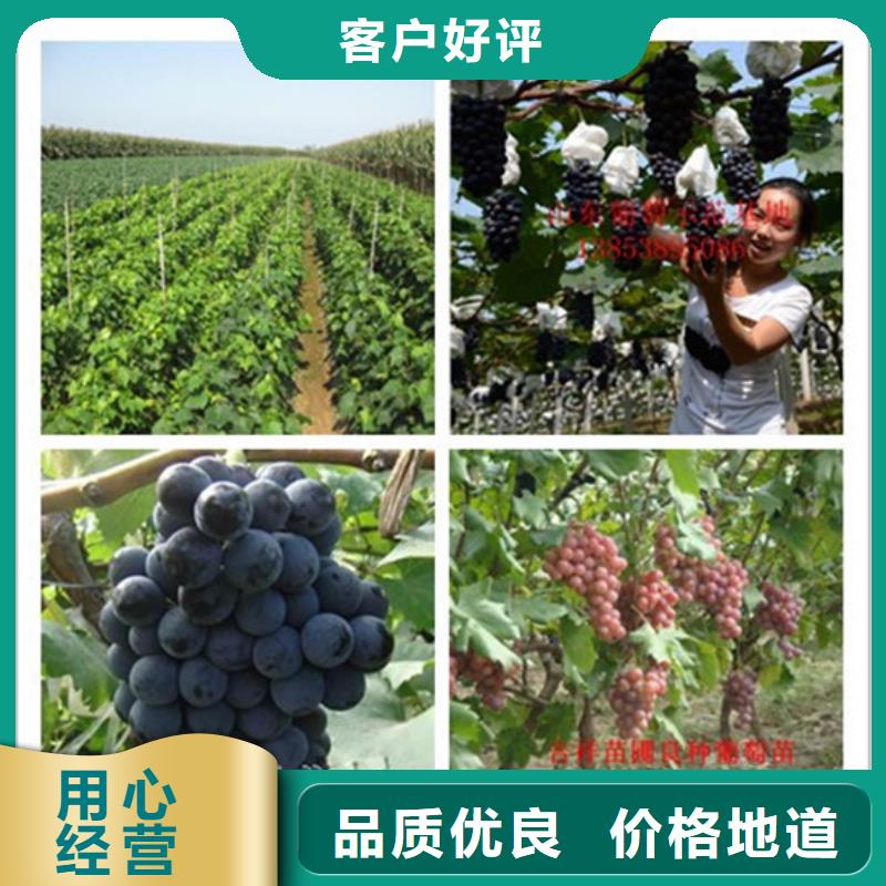 泰安市青提葡萄树苗型号齐全