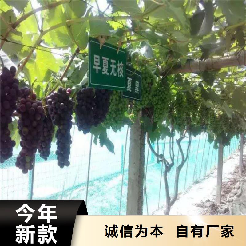 滁州市青提葡萄树苗批发价