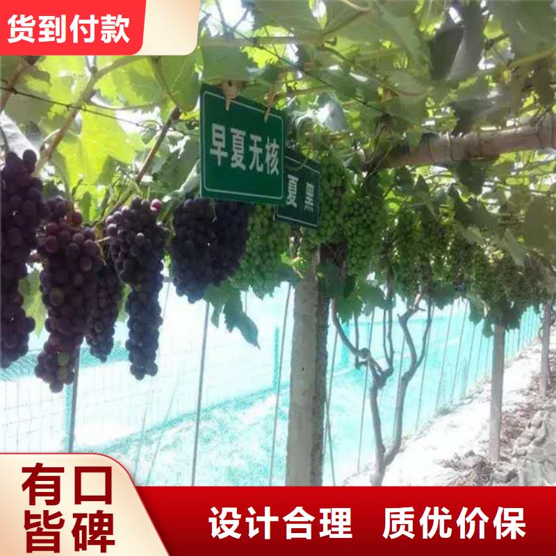 广西省5公分青提葡萄树苗