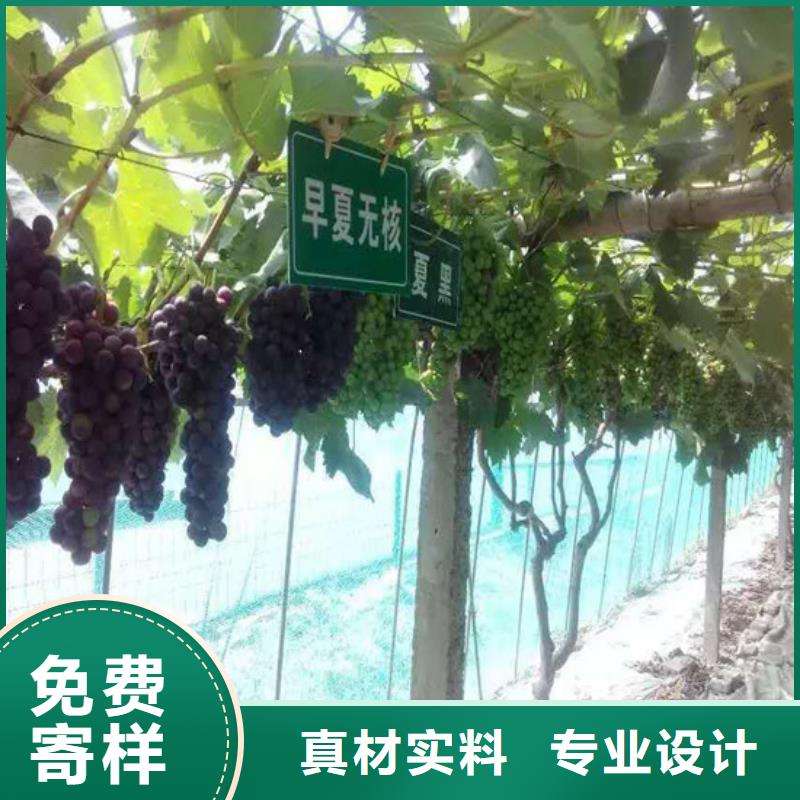【广祥】温州夏黑葡萄苗生产经验丰富的厂家
