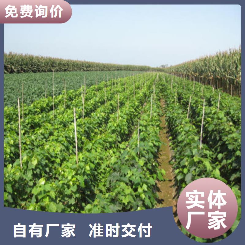 西藏省出售葡萄苗