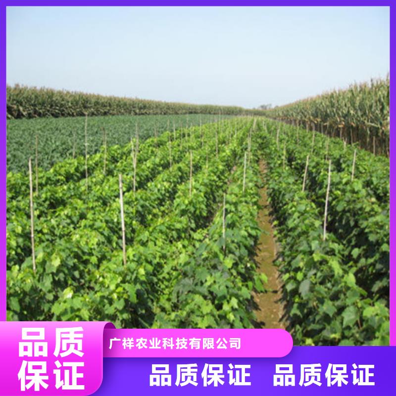 【广祥】西宁卖葡萄苗的生产厂家