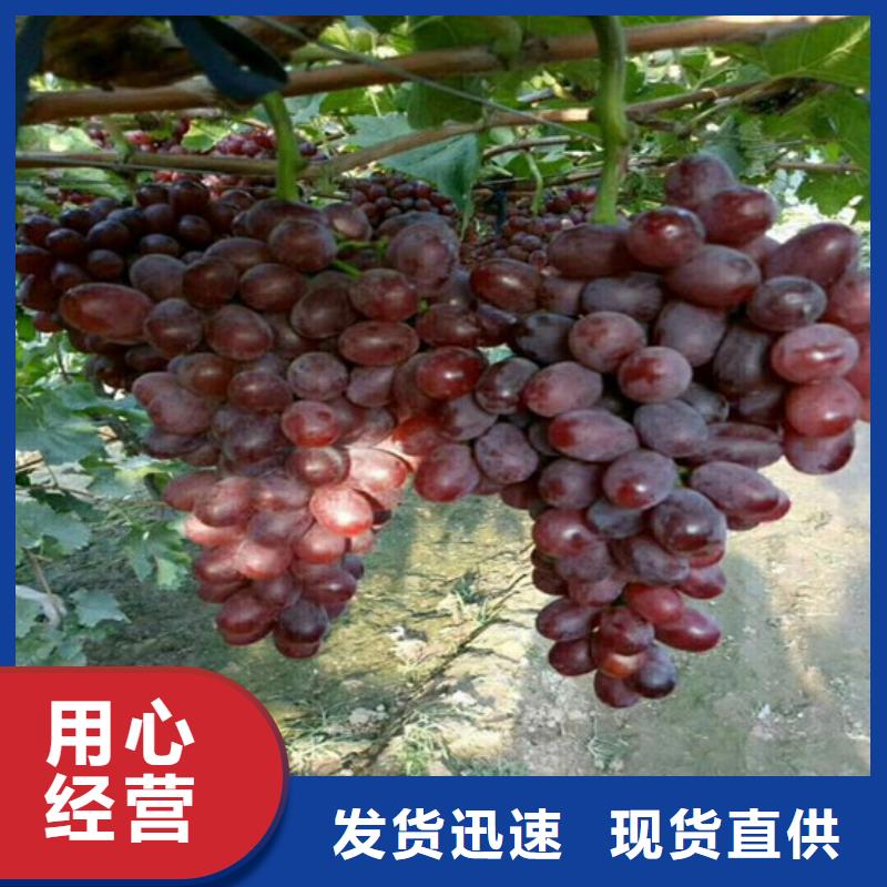 四川省哪里卖维多利亚葡萄苗