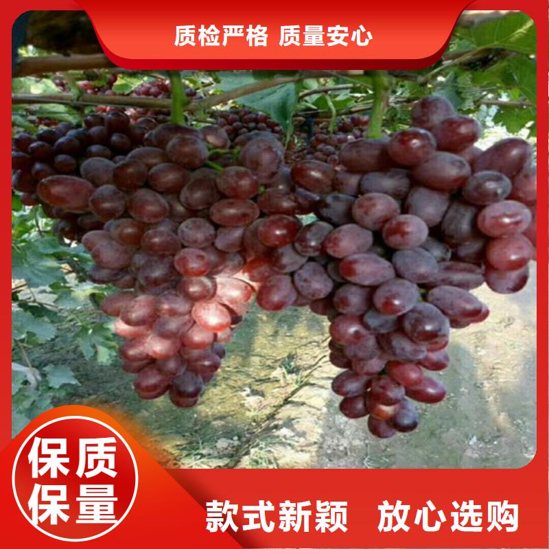 滁州市青提葡萄树苗批发价