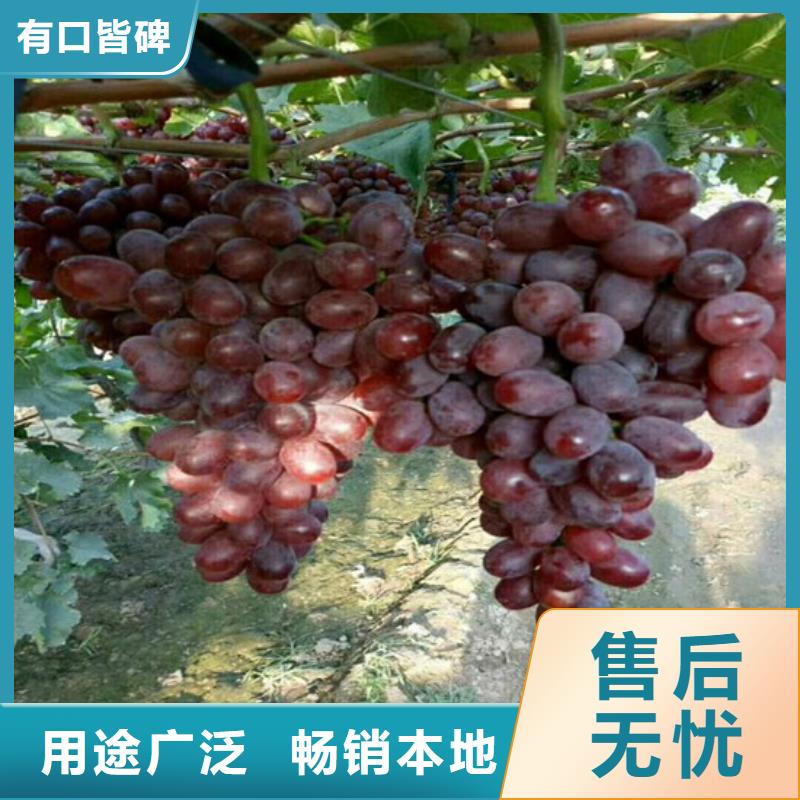 贵州采购葡萄树必看-欢迎选购