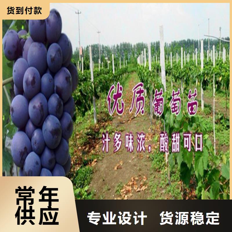 广西省5公分青提葡萄树苗