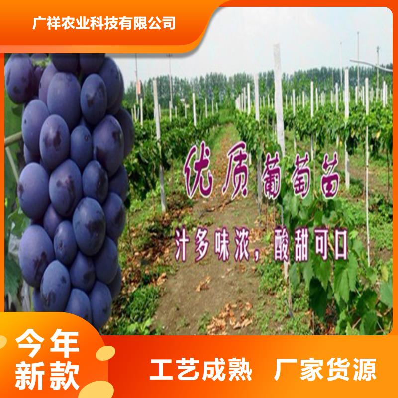 洛南京亚葡萄苗种植品种选择