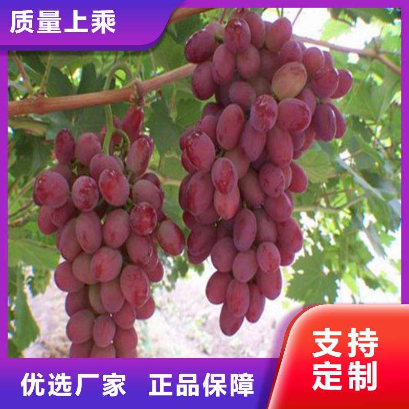 《广祥》漯河酿酒品种葡萄苗免费询价