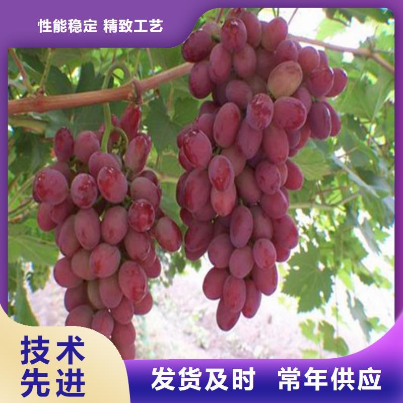 洛南京亚葡萄苗种植品种选择