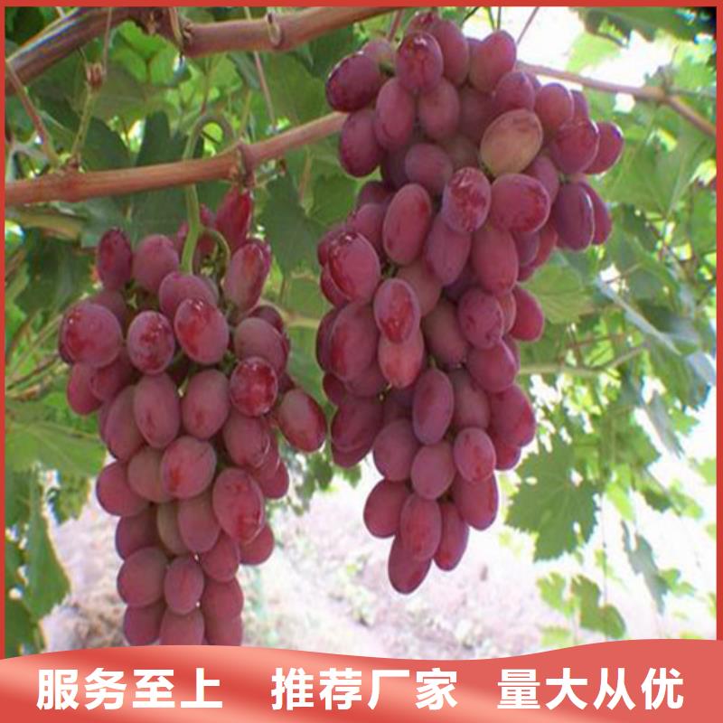 【广祥】河南省二年生中熟葡萄苗