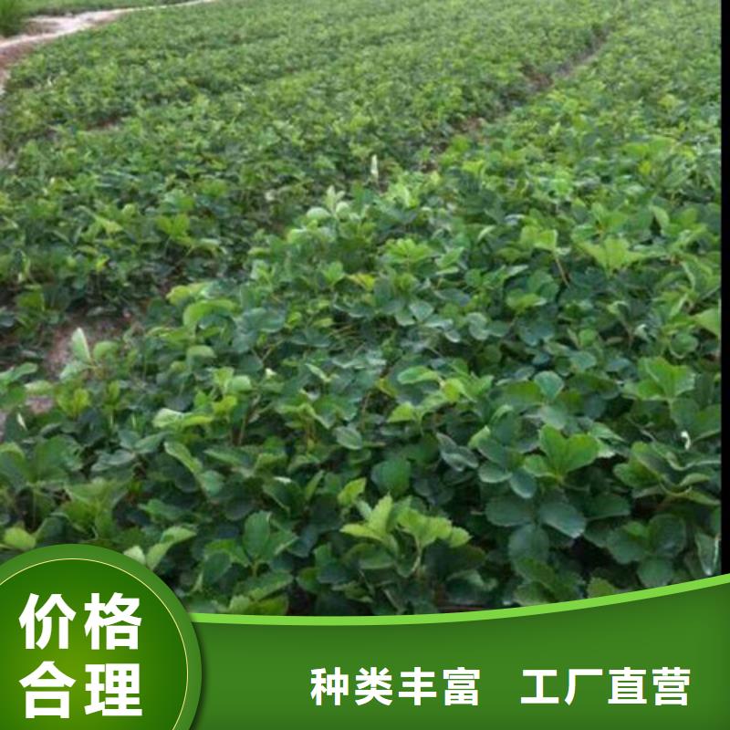 宝鸡妙香草莓苗-妙香草莓苗价廉