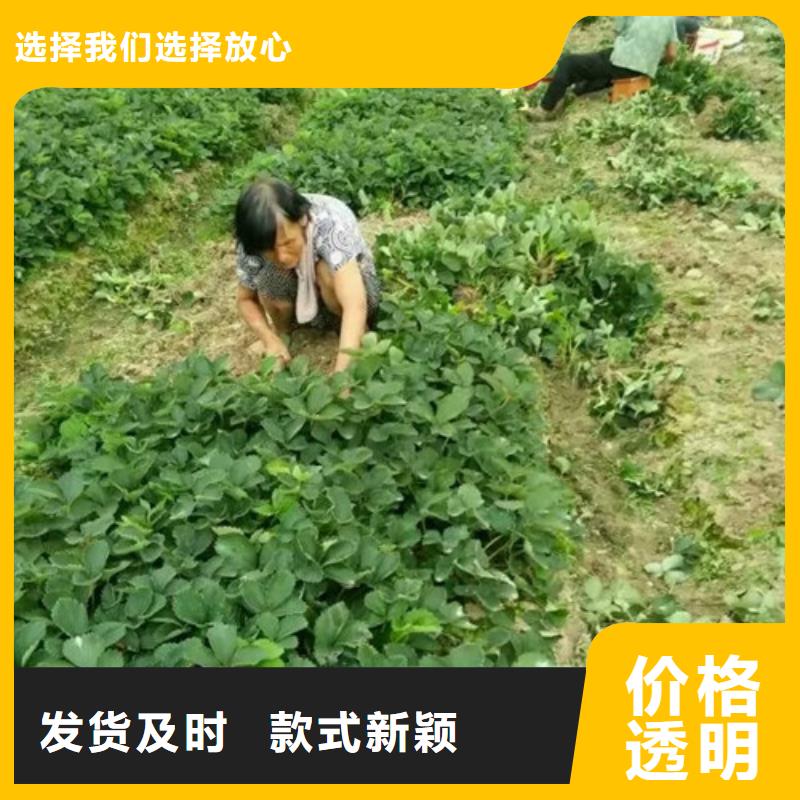 衡东章姬草莓苗培育