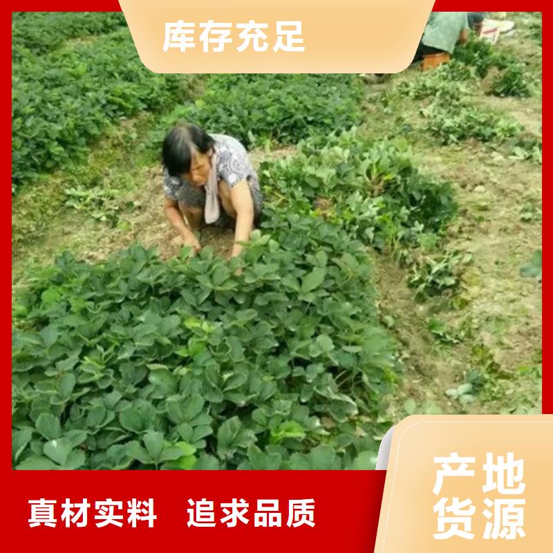 草莓苗苹果苗实力公司