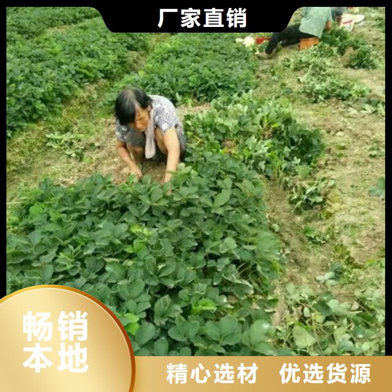 新乐红颊草莓苗培育