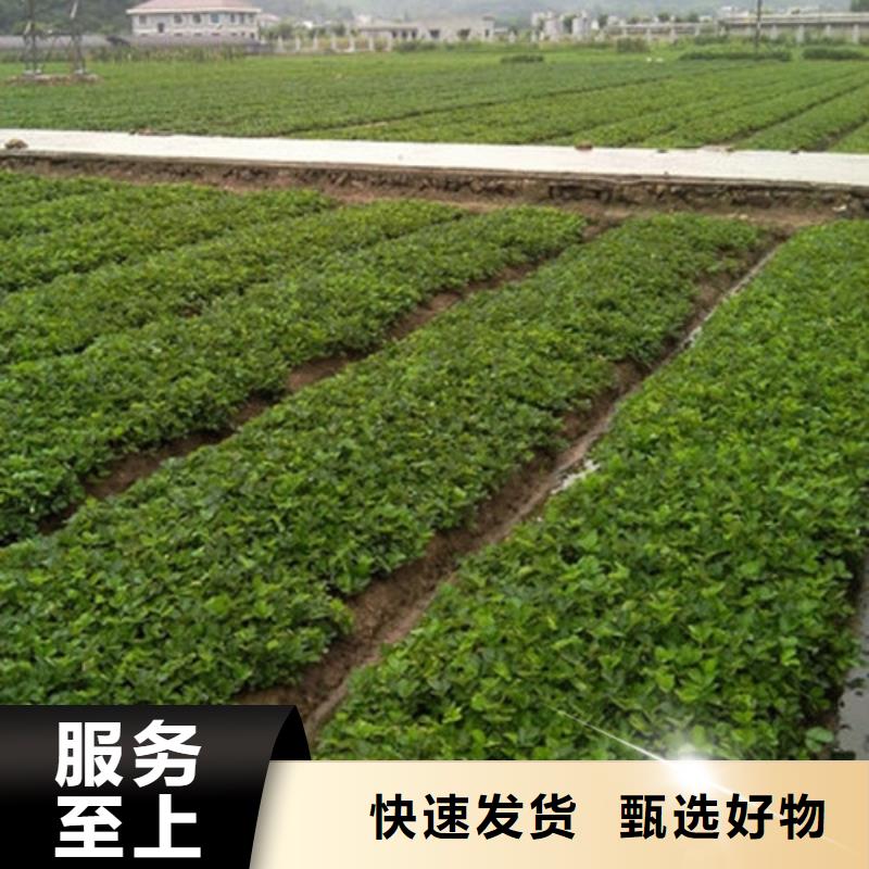 龙岩章姬草莓苗品牌供货商