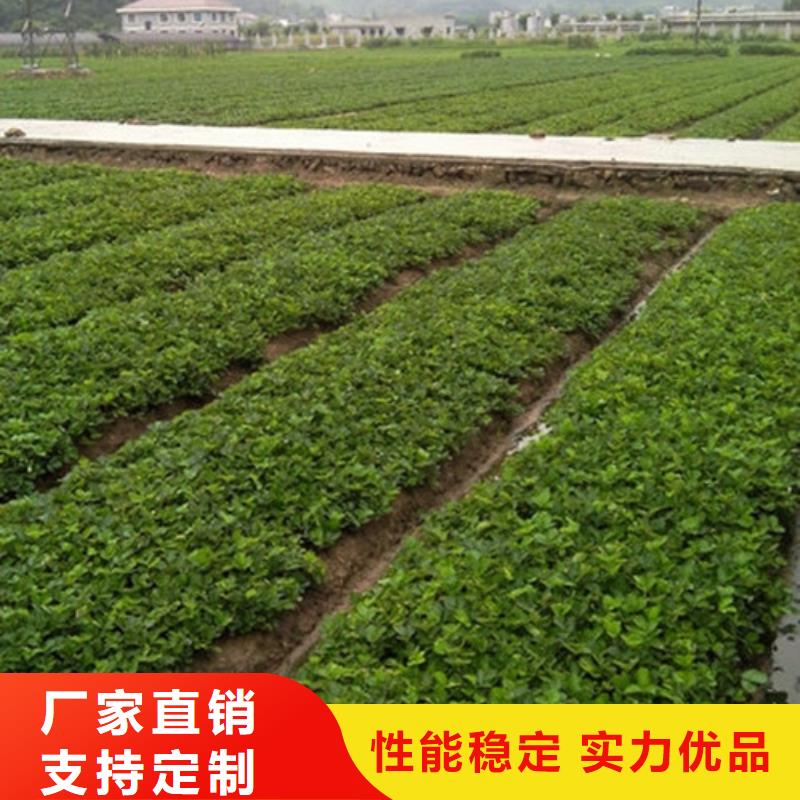 阳泉支持定制的妙香草莓苗厂家