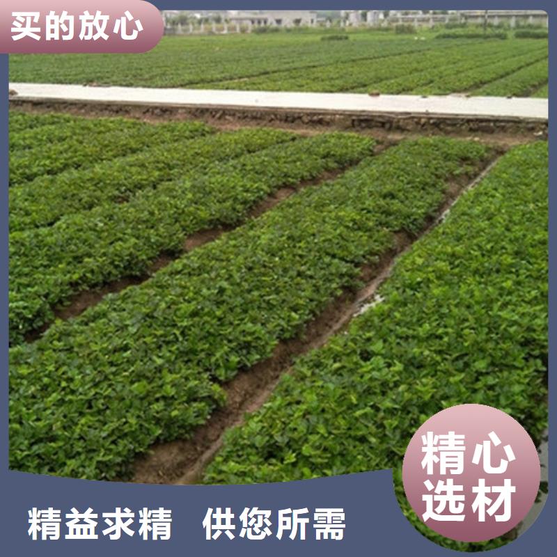 草莓苗_苹果苗量大从优