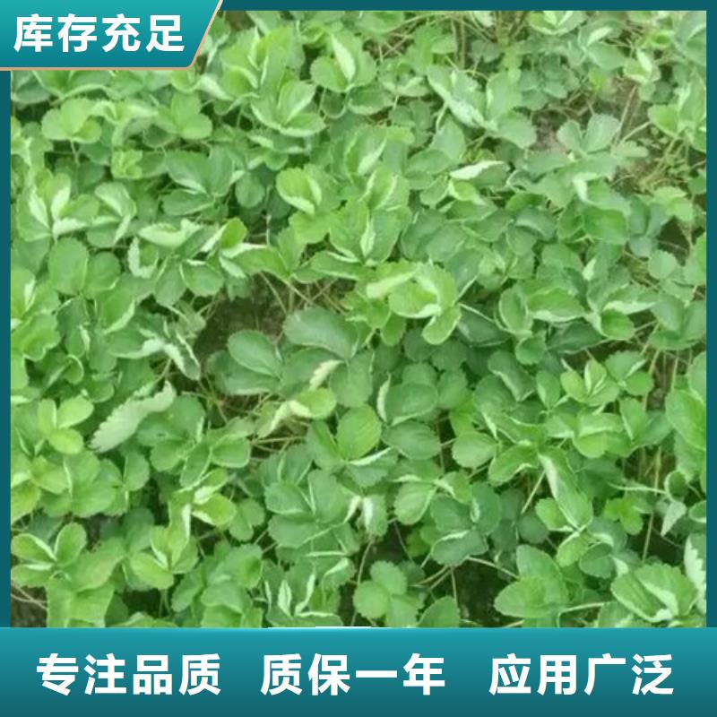 贵州毕节艳丽草莓苗