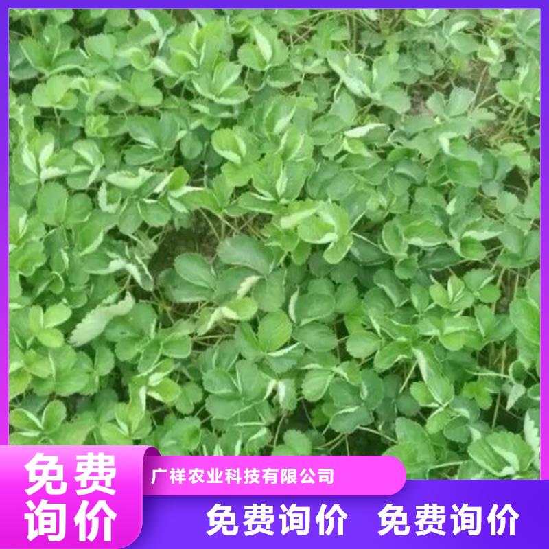 山西大同白草莓苗