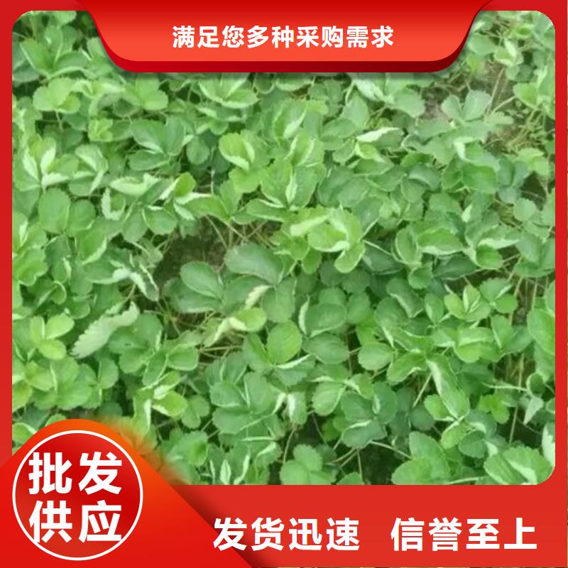 灌云红99草莓苗哪里好