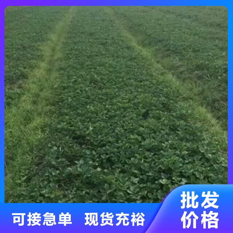 基地批发白雪公主草莓苗，白雪公主草莓苗亩产多少