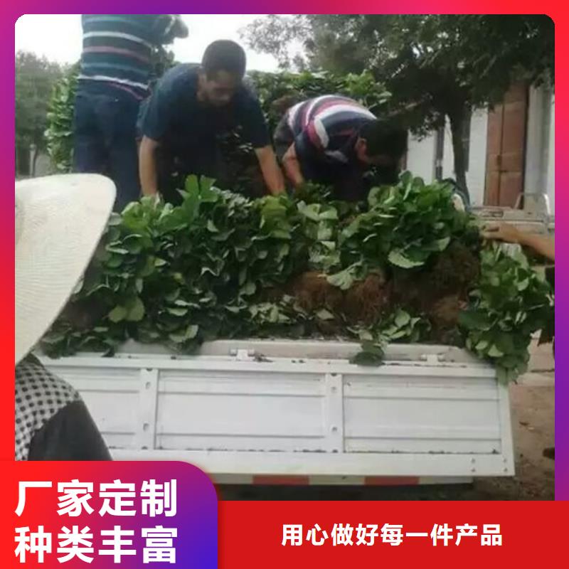 肇庆鼎湖哪里卖宁玉草莓苗，宁玉草莓苗低价批发