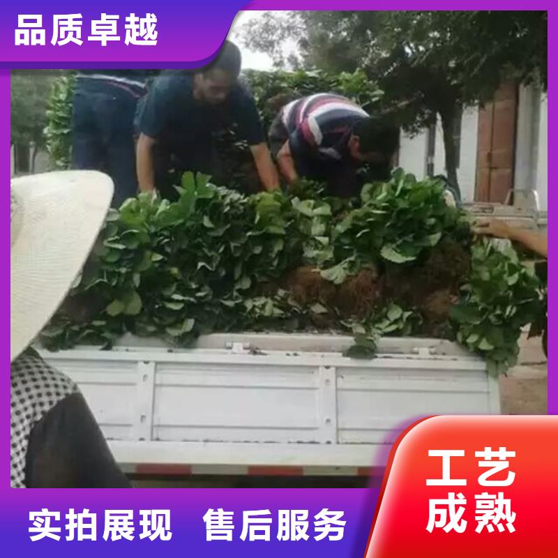 妙香草莓苗款式齐全