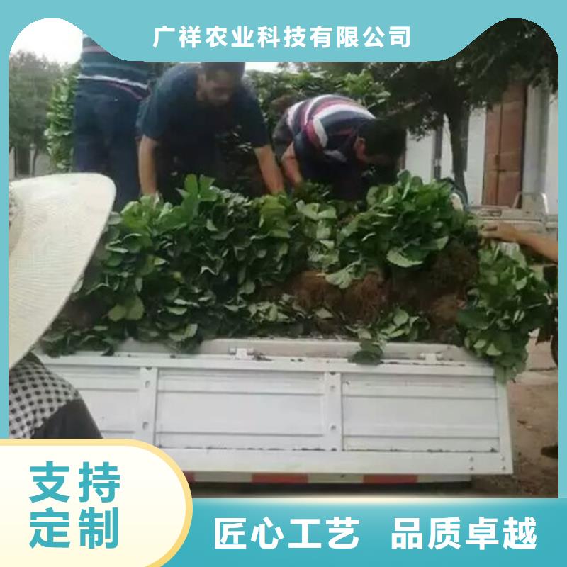 雅江妙香7号草莓苗价格