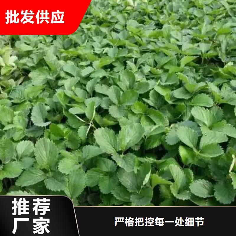 宝鸡妙香草莓苗-妙香草莓苗价廉