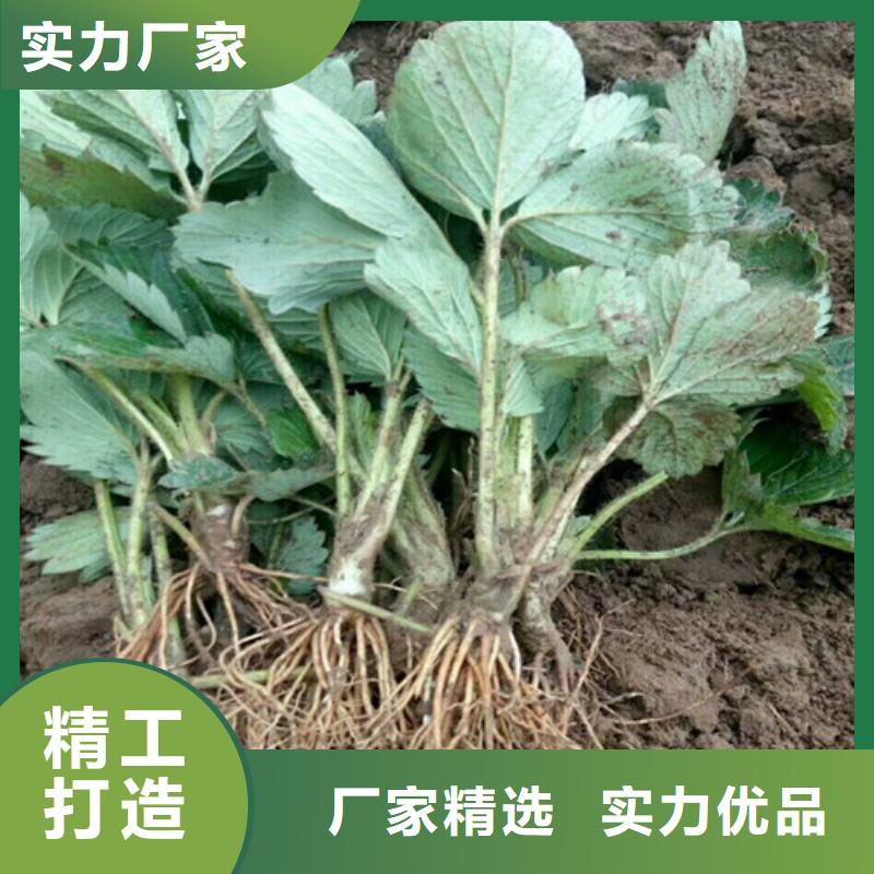 红颊草莓苗、红颊草莓苗厂家-诚信经营